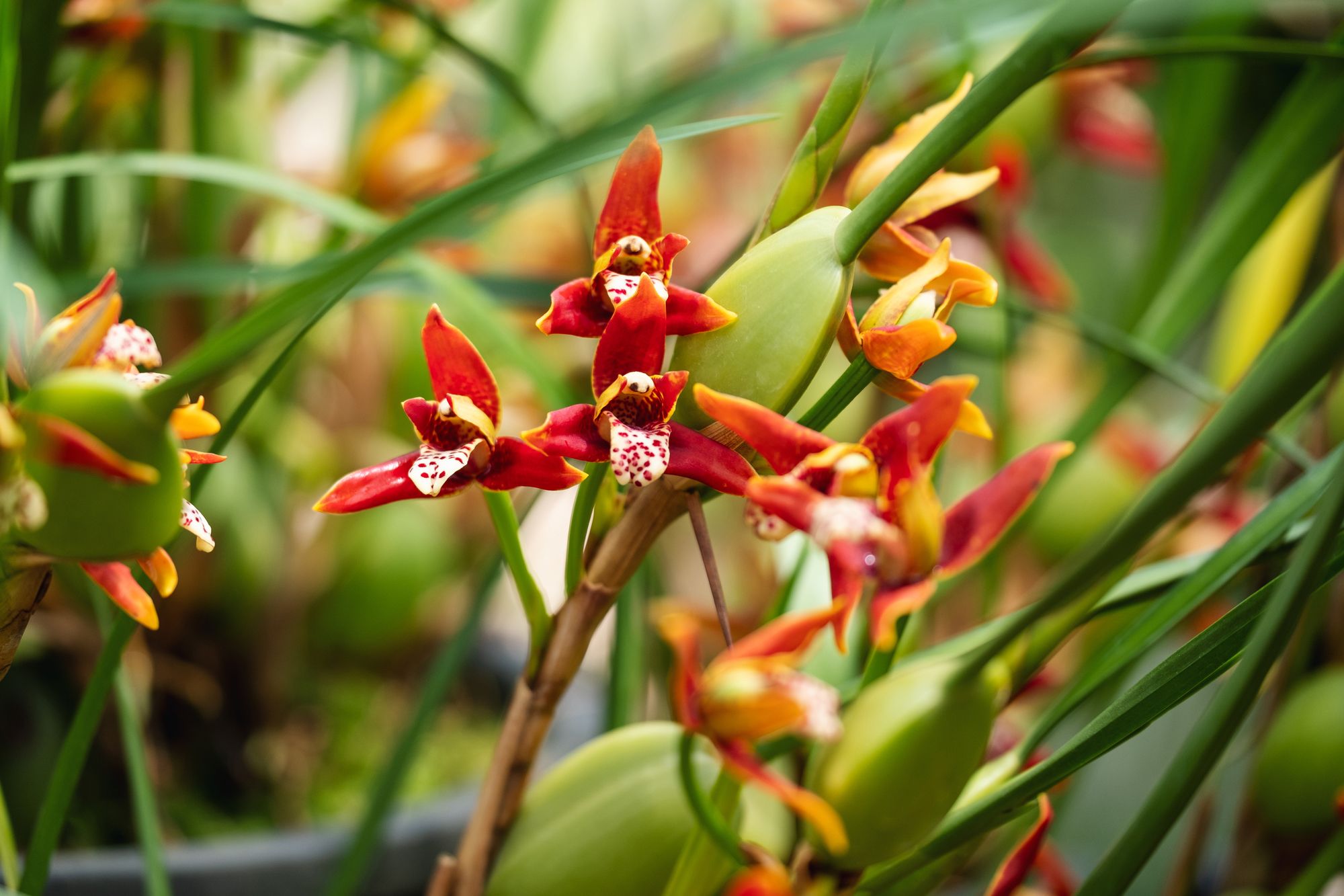 Maxillaria tenuifolia or Coconut Orchid