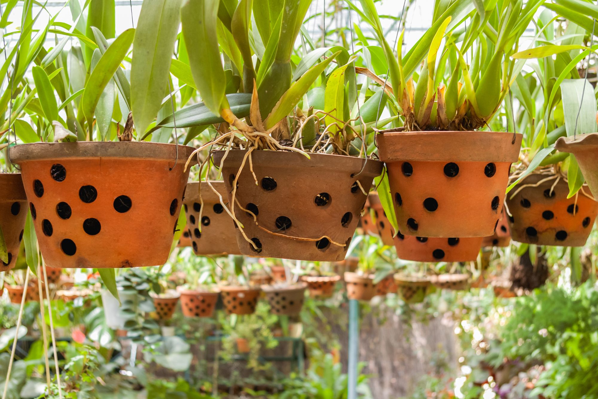What Are the Benefits of Growing Orchids in Clay Pots?