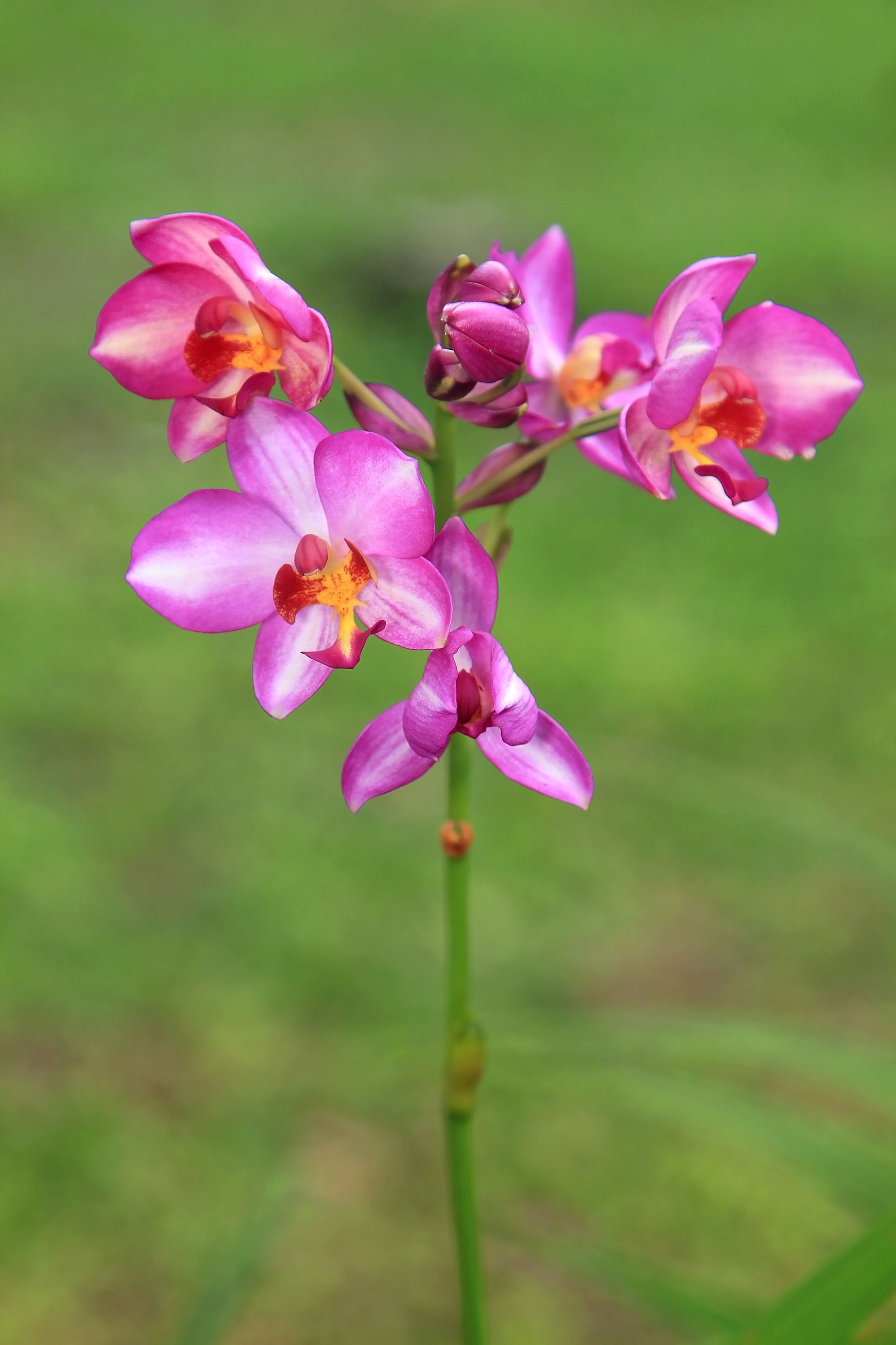 What Is the Best Fertilizer for Orchids?