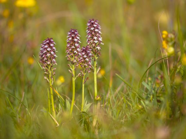 What Sets Orchids Apart from Other Plants?