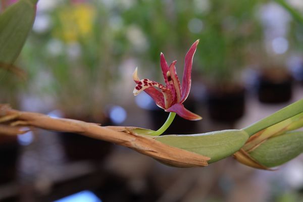 Maxillaria tenuifolia or Coconut Orchid